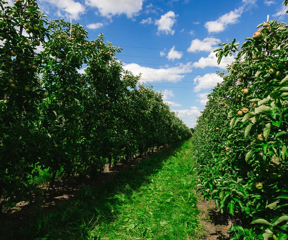 Rijen appelbomen in de boomgaard onder een blauwe zomerhemel.